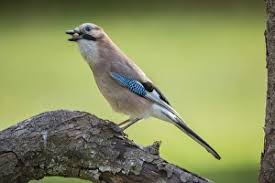 Attēlu rezultāti vaicājumam “Garrulus glandarius adult”