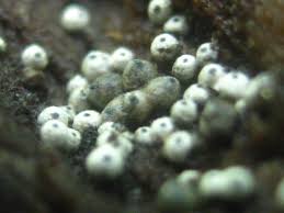 Attēlu rezultāti vaicājumam “Lasiosphaeria ovina”