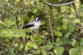 Attēlu rezultāti vaicājumam “Aegithalos caudatus adult”