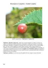 Attēlu rezultāti vaicājumam “Diplolepis eglanteriae”