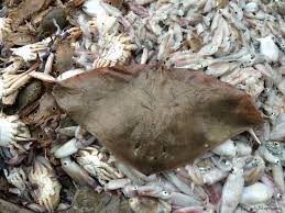 Image result for Gymnura micrura