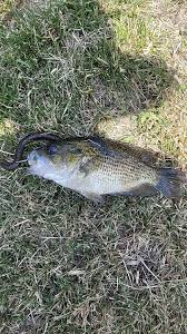 Image result for Sander canadensis