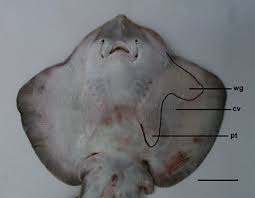 Image result for Raja undulata