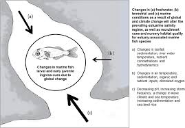 Image result for Pseudomyxus capensis