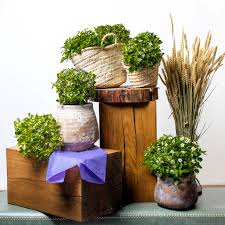 Image result for Exacum affine