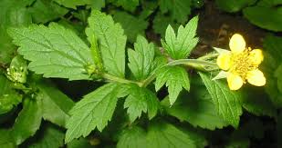 Image result for Geum urbanum