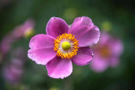 Image result for Anemonenarten