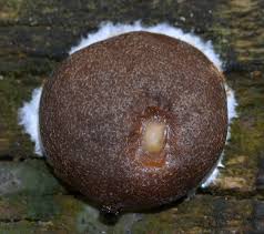 Attēlu rezultāti vaicājumam “Reticularia lobata spores”