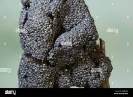 Attēlu rezultāti vaicājumam “Physarum cinereum macro”