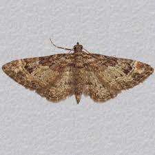 Attēlu rezultāti vaicājumam “Gymnoscelis rufifasciata”