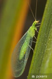 Attēlu rezultāti vaicājumam “Chrysopa”