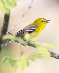 Image result for Vireo flavifrons