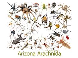 Attēlu rezultāti vaicājumam “Arachnida”