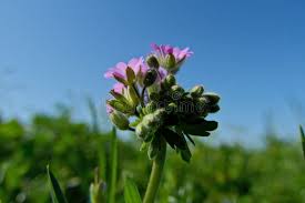 Attēlu rezultāti vaicājumam “Geranium pratense bud”