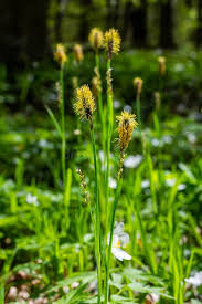 Attēlu rezultāti vaicājumam “Carex pilosa leaf”