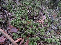 Attēlu rezultāti vaicājumam “Octospora splachnophila”