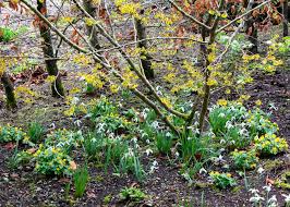 Attēlu rezultāti vaicājumam “Eranthis hyemalis”