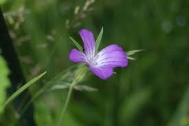 Image result for Kornrade