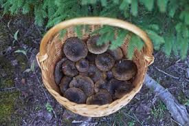 Attēlu rezultāti vaicājumam “Lactarius necator”