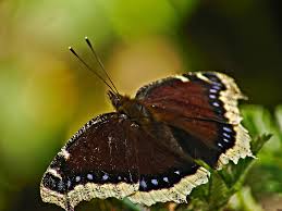 Attēlu rezultāti vaicājumam “Nymphalis antiopa upperside”