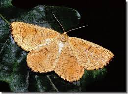 Attēlu rezultāti vaicājumam “Angerona prunaria”