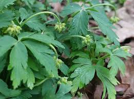 Attēlu rezultāti vaicājumam “Anemone nemorosa leaf”
