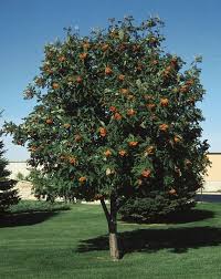 Attēlu rezultāti vaicājumam “Sorbus aucuparia”