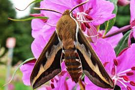 Image result for hawk moth
