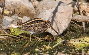 Image result for Lymnocryptes minimus