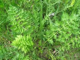Attēlu rezultāti vaicājumam “Libanotis montana leaf”