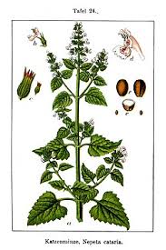 Image result for Nepeta cataria