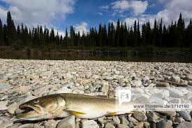 Image result for Salvelinus confluentus