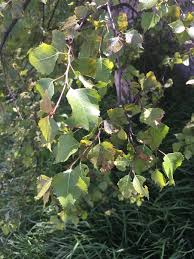 Attēlu rezultāti vaicājumam “Betula pubescens flower”