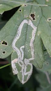 Attēlu rezultāti vaicājumam “Phytomyza ranunculi”