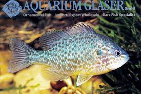 Image result for Lepomis cyanellus