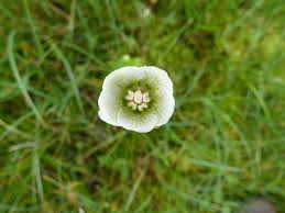 Attēlu rezultāti vaicājumam “Parnassiaceae”