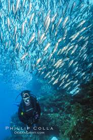 Image result for Scuba Skooling