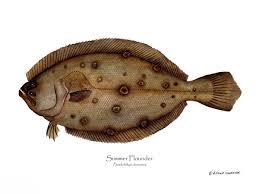 Image result for Paralichthys dentatus
