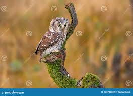 Attēlu rezultāti vaicājumam “Aegolius funereus adult”