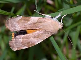 Attēlu rezultāti vaicājumam “Noctua fimbriata”