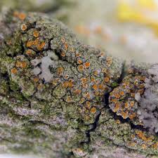 Attēlu rezultāti vaicājumam “Caloplaca scopularis”