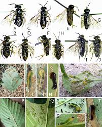 Attēlu rezultāti vaicājumam “Caliroa annulipes larva”