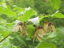 Attēlu rezultāti vaicājumam “Acer tataricum leaf”