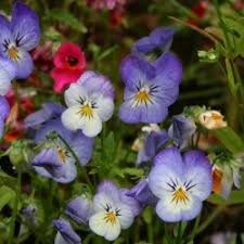 Attēlu rezultāti vaicājumam “Viola x williamsii”