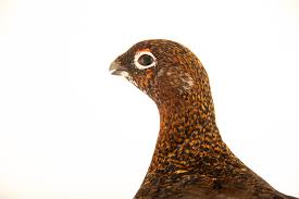 Attēlu rezultāti vaicājumam “Lagopus lagopus female”