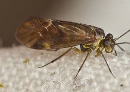 Attēlu rezultāti vaicājumam “Metylophorus nebulosus”