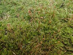 Attēlu rezultāti vaicājumam “Homomallium incurvatum”