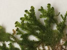 Attēlu rezultāti vaicājumam “Porella platyphylla”