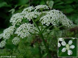 Attēlu rezultāti vaicājumam “Aegopodium podagraria”