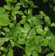 Attēlu rezultāti vaicājumam “Callitrichaceae”